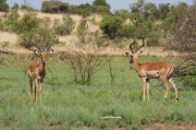 impala (17)